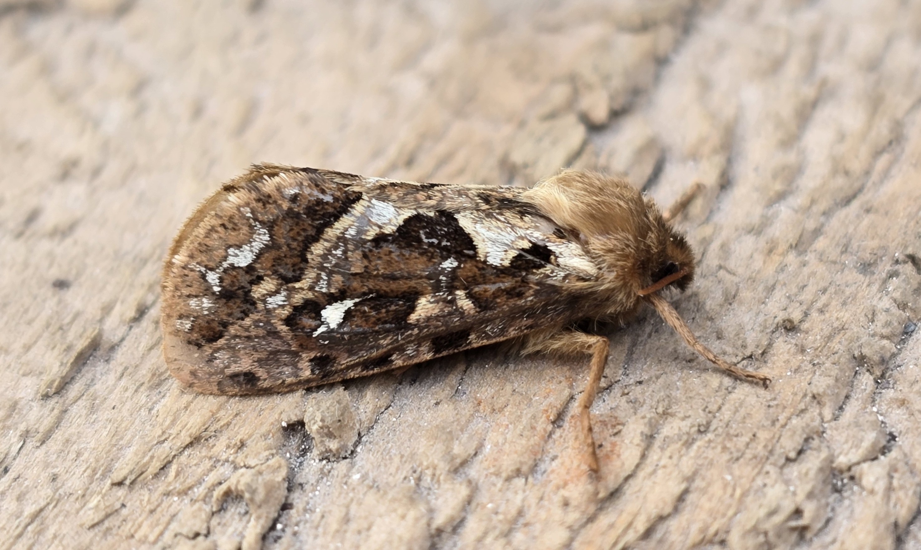 Photo of Map-winged Swift (Korscheltellus fusconebulosa)